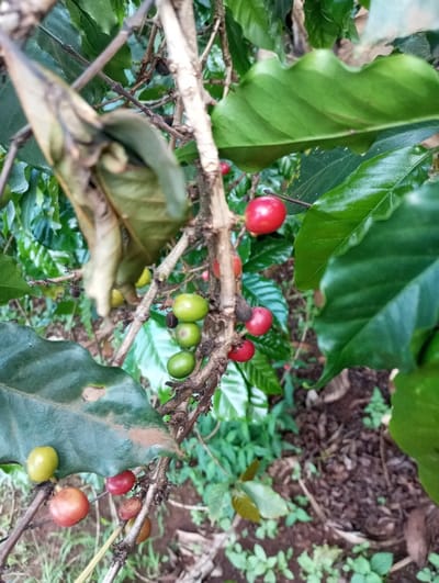 The image presents a close-up view of a coffee plant, showcasing its distinct features, including ripening coffee cherries and lush green leaves, set against a natural, earthy background.

The central focus is a network of woody, brown branches and stems of the coffee plant, running both vertically and diagonally through the frame. Clustered along these branches are numerous coffee cherries at various stages of ripeness. Some cherries are still unripe, appearing a vibrant green. Others are transitioning, showing yellowish-orange and reddish-orange hues, indicating partial ripeness. Several cherries have reached full maturity, distinguished by their bright, glossy red color. These ripe, red cherries are scattered throughout the image, particularly noticeable in the upper right and lower left sections.

Surrounding the branches and fruit are the characteristic large, dark green leaves of the coffee plant. Many of these leaves are healthy and vibrant, with a noticeable sheen, reflecting light. However, some leaves display signs of age or distress; for instance, a prominent leaf in the upper left quadrant appears partially dried, curled, and has brownish tones. Another leaf in the lower left section also shows some browning.

The background consists of a mix of slightly blurred green foliage from other parts of the coffee plant or nearby vegetation, creating a sense of depth. Below the plant, the ground is visible, covered in dark brown soil and interspersed with small, green undergrowth and weeds. The lighting appears to be natural daylight, suggesting an outdoor setting, likely a coffee farm or garden. The overall impression is one of natural growth and the ongoing process of fruit maturation.