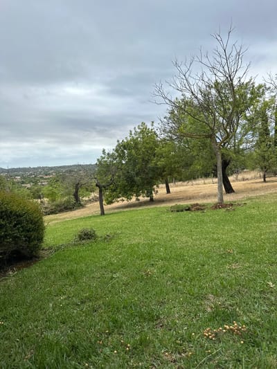 The vertically oriented image depicts a serene rural landscape, likely near Santa Maria del Camí, Spain, under an overcast sky. The view is from an elevated position, looking across a foreground of green grass towards distant hills and a town.

In the immediate foreground, vibrant green grass covers the right side of the frame, interspersed with patches of light brown. Numerous small, round, yellowish-brown objects, possibly fallen fruit or nuts, are scattered across the grass. A dark green, dense bush occupies the lower right corner.

Across the midground, a line of trees with varied foliage stretches. Some trees exhibit lush green leaves, while others display prominent bare, spindly branches reaching towards the sky. The tree closest to the viewer features a light grey trunk and a significant portion of its canopy is bare. Behind these trees, a strip of dry, light brown grass or a fallow field extends horizontally across the scene.

The background reveals gently rolling hills covered in dense green vegetation, suggesting a Mediterranean or similar climate. Among the foliage on the distant hills, faint structures or buildings are visible, indicating a small town or settlement. The sky is uniformly light grey, filled with soft, diffused clouds, characteristic of an overcast day. No specific human activity or visible text is present in the image.