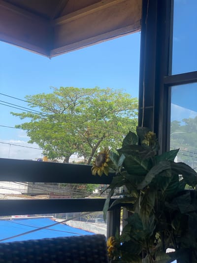 The image depicts a view through a window, likely from an interior space. In the foreground, partially obscuring the view, is a tall, artificial plant with large green leaves and two artificial sunflowers. The plant is positioned to the right of the frame.
Beyond the plant and the window frame, a bright blue sky dominates the upper portion of the scene. A large, leafy green tree with a full canopy of leaves is visible in the middle ground, centered in the frame. Several power lines crisscross in front of the tree.
Below the tree, the middle ground reveals a glimpse of a cityscape. Rooftops of buildings are visible, some with what appear to be blue tarps or coverings. There are also various wires and electrical infrastructure present. A sign with red text on a white background is partially visible on one of the buildings. In the far background, more trees and the suggestion of other buildings can be seen.
The perspective suggests the photograph was taken from a slightly elevated position, looking out. The lighting indicates it is daytime, with bright sunlight creating clear visibility. The image does not contain any people. The overall impression is a snapshot of an urban environment seen through a window with an artificial plant as a foreground element.