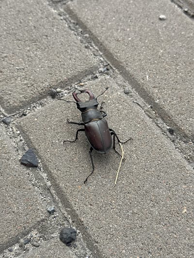 A large, dark-colored stag beetle with prominent mandibles is positioned on a paved surface composed of interlocking gray concrete blocks. The beetle is facing towards the upper right of the frame, with its legs splayed on the rough texture of the pavement. A thin, dry piece of straw or grass lies near the beetle's front legs. The background consists of more of the textured gray paving stones, with small dark and lighter colored stones scattered across the surface. The scene is devoid of human presence. The image depicts an outdoor environment, likely a walkway or public space within the city of Voloshyne, Ukraine.