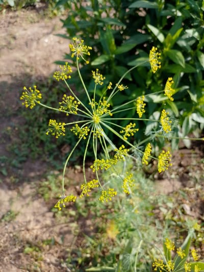 In Verkhniy Baskunchak, Russia, a close-up, high-angle shot captures the intricate detail of a dill flower in bloom. The flower, a vibrant yellow, is the central focus, its delicate umbel structure radiating outwards with numerous small florets. The background is a soft blur of green foliage and dry, brown earth, suggesting an outdoor garden or field setting. A small insect, possibly a fly, is perched on one of the flower's florets. The lighting is natural and bright, casting subtle shadows and highlighting the textures of the plant and its surroundings.