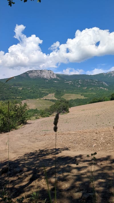 The image depicts a mountainous landscape with a clear blue sky dotted with white, fluffy clouds. In the foreground, a dirt path leads uphill, with shadows of trees cast across it. A tall, thin plant with a seed head stands in the middle ground, silhouetted against the path. Further back, terraced fields, likely vineyards, are visible on the slopes of rolling hills. The background features a large, rocky mountain range covered in dense green vegetation. The scene appears to be a rural area in Malyi Mayak, Ukraine, characterized by its natural beauty and agricultural land. There are no people or animals visible in the image.