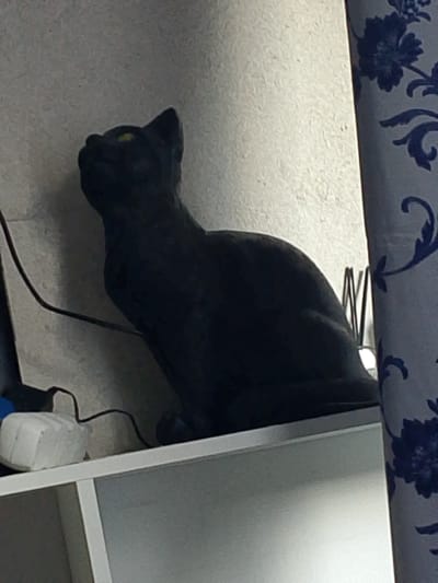 A black cat figurine with yellow eyes is sitting on a white shelf. The cat is positioned on the right side of the shelf, facing towards the left. The background appears to be a textured wall. To the left of the cat, a white object, possibly an adapter, and some black wires are visible. A blue and white patterned curtain is present on the far right of the image. The scene suggests an indoor setting, likely a room in a residential building. The image does not provide any information about the city of Novomoskovsk, Russia, or any specific geographic location.