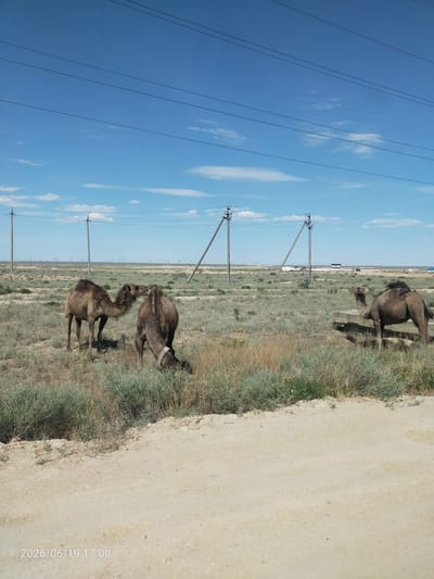 The media file shows a wide shot of a rural landscape in Kazakhstan, with three camels grazing in a dry, grassy field under a bright blue sky with scattered white clouds. The scene is dominated by the natural elements, with sparse vegetation and a dirt road in the foreground. In the background, there are several utility poles with power lines stretching across the frame, suggesting the presence of infrastructure in this remote area. The lighting indicates it's daytime, likely late afternoon given the angle of the sun. The camels appear calm and engaged in their natural behavior of foraging. The overall atmosphere is one of quiet solitude and the vastness of the open steppe. A timestamp in the lower-left corner reads "2026/06/19 17:00".
