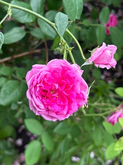 This is a close-up photograph of two pink roses in bloom, set against a backdrop of green foliage. The primary rose in the foreground is fully open, showcasing a profusion of tightly packed petals in a vibrant fuchsia hue, with hints of lighter pink towards the edges and a small cluster of yellow stamens visible at its center. A secondary rosebud, also pink, is positioned to the upper right of the main bloom, its petals partially unfurled. The stems and leaves of the rose bush are green, with some thorns visible on the stem. The background is softly blurred, indicating a shallow depth of field, with patches of darker green and lighter pink flowers or petals scattered throughout, suggesting a garden setting. The image was taken outdoors, with natural lighting. The photograph appears to have been taken in Mount Royal, Canada.