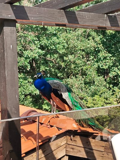 A peacock is perched on a red-tiled roof against a backdrop of lush green trees. The scene is framed by a dark wooden pergola. The roof appears to be part of an outbuilding or structure adjacent to the foliage, which is possibly the location of Starosel, Bulgaria. The peacock displays iridescent blue and green plumage. A glass barrier is partly visible near the roof edge.