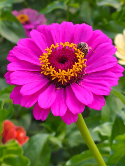 A bee is perched on a bright pink zinnia flower in a garden. The flower is in full bloom with its vibrant petals radiating outwards. The bee is positioned on the flower's center, surrounded by small yellow florets. In the background, other flowers and green foliage are visible, some out of focus. The scene appears to be in Slobozia-Chișcăreni, Moldova, suggesting a garden setting within the locality. The image is a close-up shot, focusing on the detail of the flower and the bee.