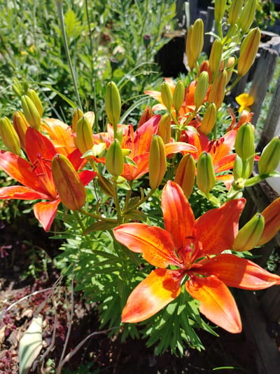 The image shows a cluster of orange lilies with buds in various stages of opening, set against a background of green foliage and a weathered wooden fence. The lilies are vibrant, with speckled petals that are tinged with yellow and darker orange. Some of the buds are tightly closed and green, while others are beginning to unfurl, revealing the edges of their petals. The overall impression is one of natural beauty and growth in a garden setting. The location is the village of Zhernovsky Rural District, Kazakhstan.