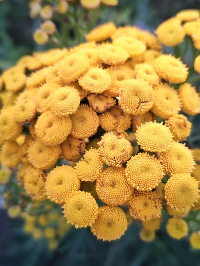 A close-up, high-angle shot shows a cluster of small, round, yellow flowers with textured petals. The flowers are in focus in the foreground and mid-ground, while the background consists of blurred green foliage and some out-of-focus yellow flower buds. The image does not depict any identifiable landmarks or specific details that would allow for the localization of Selivanovo, Russia. There are no people, objects, or actions present in the scene.