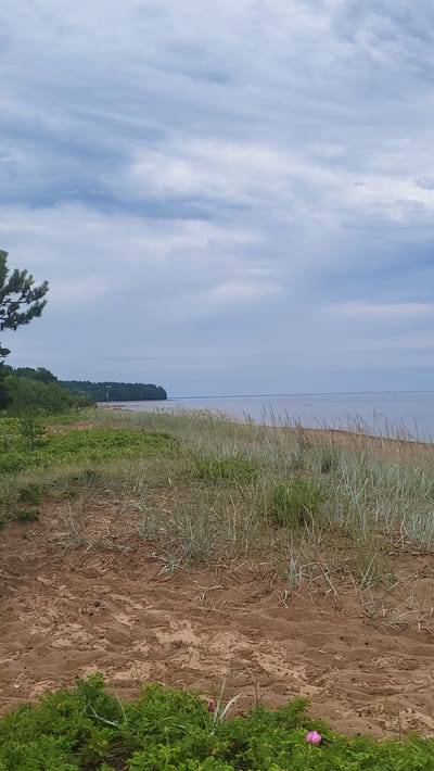 The image depicts a sandy beach with sparse vegetation in Ushkovo, Russia. The foreground is dominated by sand dunes with patches of dry grass and some low-lying green bushes. In the lower right corner, a single pink rose is visible. Beyond the dunes, a band of taller, green grass stretches along the edge of the beach. The sea occupies the midground and background, appearing calm and reflecting the overcast sky. The horizon is clearly defined, separating the water from the sky. The sky itself is filled with a thick layer of grey clouds, suggesting a cloudy or possibly rainy day. On the left side of the image, a dark green pine tree is partially visible, its needles extending into the frame. Further in the distance, along the coastline, a dense forest of dark green trees forms a solid line, meeting the edge of the water. There are no people or animals visible in the scene. The overall impression is a quiet, natural landscape under a cloudy sky.