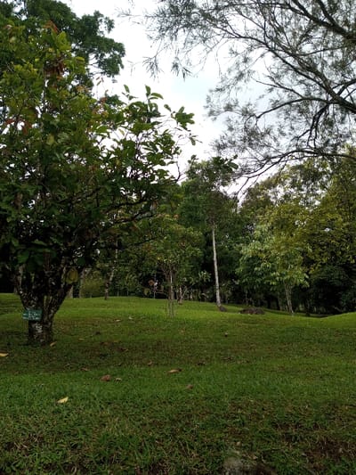 A lush green hillside with scattered trees of varying sizes fills the frame. The foreground features short, thick grass, while the background shows denser foliage. A larger tree on the left holds a sign and a ripening durian. The sky is overcast, filtering soft light across the scene. The overall impression is of a peaceful, well-maintained landscape within a botanical garden.