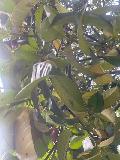 An extreme close-up shot reveals the lush green foliage of a mangosteen tree, its large, glossy leaves filling the frame. Sunlight filters through the canopy, creating a dappled effect and highlighting the vibrant green hues. Among the leaves, a few developing mangosteen fruits are visible, their dark purple skins contrasting with the surrounding greenery. The image captures the natural beauty of the tree, suggesting its presence in an outdoor environment. The scene is consistent with a location within the city of Meunasahmeucap, Indonesia, where mangosteen trees are cultivated for their fruit. No people or specific man-made structures are discernible in the image.