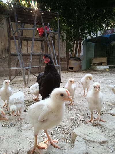 In Dangir, Uzbekistan, a group of young white chickens, or chicks, are gathered in a dusty, outdoor courtyard. A large black hen stands among them, seemingly overseeing the group. The courtyard is characterized by a rough, sandy ground scattered with debris, and a dilapidated metal structure that appears to be some form of scaffolding or shelter. In the background, a rough-textured wall and dense green foliage suggest a rural or semi-urban setting. The chicks are clustered around the hen, some actively pecking at the ground, while others stand attentively, their eyes fixed on their surroundings or the camera. The scene is illuminated by natural sunlight, which creates sharp shadows and highlights on the dusty ground and the birds' feathers.
