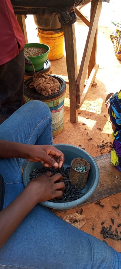 A person in blue jeans sorts black snails from a blue bowl. A rusty can filled with blue-shelled snails sits inside the bowl. Other snails litter the ground. A wooden table frame is visible behind the bowl. A green bucket with beige seeds, a yellow bucket, and a bucket with a brown cloth on top are under the table. A woman in a colorful patterned dress is seated to the right.