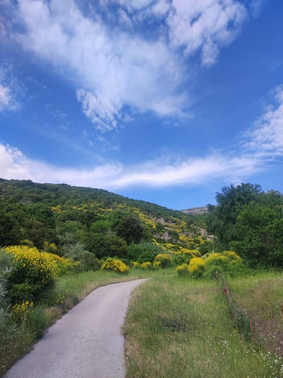 The image depicts a scenic view of a winding paved road cutting through a lush, green hillside in Egnatia Municipal Unit, Greece. The hillside is densely covered with trees and shrubs, interspersed with vibrant yellow wildflowers, likely broom, which are in full bloom. The sky above is a bright blue, adorned with scattered white cumulus clouds, suggesting a clear and pleasant day. The road appears to be in good condition, with a light grey surface. To the right of the road, tall green grass and smaller wildflowers grow, with a weathered wire fence visible in the background. The overall impression is one of natural beauty and tranquility, characteristic of a rural landscape. There are no people or animals visible in the image.