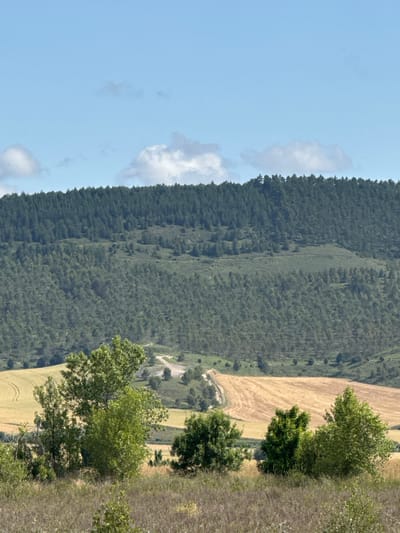 This vertical landscape photograph, taken in Valle de Elorz / Elortzibar, Spain, presents a multi-layered view of a rural, natural environment under a light blue sky with scattered cumulus clouds.

In the immediate foreground, a dry, light brown and green grassy and weedy area is visible, from which several medium-sized deciduous trees with vibrant green leaves emerge. A prominent tree is positioned slightly to the left of the central axis, with a cluster of similar trees to its right.

The midground features rolling terrain comprising agricultural fields and smaller hills. Two large, golden-yellow fields, likely recently harvested, display distinct parallel tracks from agricultural machinery. A winding, light-colored dirt path or road traverses the fields, originating from the right side and ascending towards the upper midground. Sparse, smaller green trees are scattered across these midground hills and along the path.

The background is dominated by an extensive, densely forested mountain or large hill range. The forest is composed primarily of coniferous trees, exhibiting a uniform dark green canopy. The trees on the lower and mid-slopes appear to be planted in rows or a managed pattern.

The sky, occupying the upper quarter of the image, is a clear, light blue with several well-defined white cumulus clouds. The overall lighting suggests bright daylight conditions. No human activity, structures, or vehicles are present in the scene.