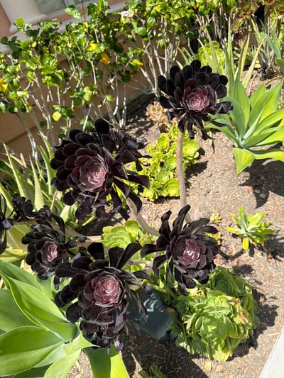 This is a close-up, eye-level, outdoor photograph of a garden bed containing several succulents. The primary subjects are several dark, almost black, Aeonium arboreum 'Zwartkop' plants, characterized by their rosette-shaped dark burgundy to black leaves. These plants are in various stages of bloom or growth, with some showing tightly formed rosettes and others with more open, layered structures.
In the foreground, a large, vibrant green Agave attenuata plant is partially visible on the left, its thick, fleshy leaves fanning out. Behind and interspersed with the Aeoniums are clusters of smaller, light green succulents, possibly Echeveria varieties, forming dense mats of rounded leaves. To the right and in the background, more greenery is visible, including some tall, spiky aloe vera plants with greenish-yellow leaves. Further in the background, a leafy shrub with small green leaves and hints of yellow is prominent, casting shadows from sunlight.
The ground is covered with a mixture of sand, small pebbles, and dried plant debris. The lighting suggests it is daytime, with bright sunlight creating distinct shadows on the ground and highlighting the textures of the plants. There are no people or animals visible in the image. The context of the city of Irvine, United States of America, suggests this is likely a residential garden or a public landscaped area.