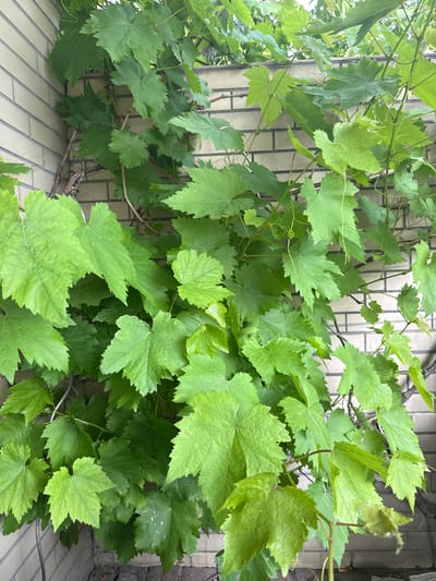 A close-up, top-down view shows a lush canopy of green grape leaves and vines climbing a light-colored brick wall in Neumünster, Germany. The leaves are varied in size and shape, with some appearing smooth and others slightly wrinkled. The vines are a mixture of thick, woody stems and delicate, newer tendrils. Small clusters of developing grapes or flowers are visible in several places among the foliage. The brick wall, likely part of a building or garden enclosure, has horizontal grout lines and a textured surface. The bottom of the image shows the ground, which appears to be dirt and possibly some debris. The lighting suggests an outdoor setting, likely daytime, with the sun filtering through the leaves, creating dappled light and shadow.