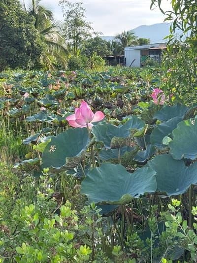 The image depicts a serene natural scene of a lotus pond in Ham Thuan, Vietnam. The pond is filled with numerous large, green lily pads, some of which are partially submerged in the water. Several pink lotus flowers are in bloom, with one prominent flower in the foreground, its petals unfurled. The background features lush greenery, including trees and palm fronds, suggesting a tropical environment. In the distance, a simple building with a corrugated metal roof is visible, along with a gentle slope of hills or mountains under a cloudy sky. The overall atmosphere is tranquil and picturesque, highlighting the natural beauty of the Vietnamese countryside. There are no people or animals visible in the image.