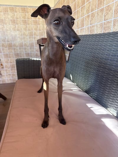 An Italian Greyhound stands on a beige cushion in what appears to be an outdoor patio area. The dog is facing the camera with its mouth slightly open, revealing its teeth and tongue. Behind the dog, a dark gray woven furniture piece is visible, and further back, a wall tiled with light brown squares forms the background. Sunlight casts shadows on the cushion and the woven furniture. The location is identified as Seixal, Portugal.