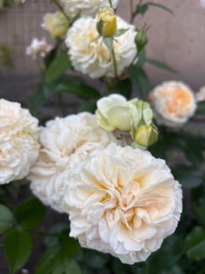 This media file is a close-up, slightly blurry photograph of a cluster of pale yellow and white roses. The roses are fully bloomed and have many delicate petals. There are also a few rose buds visible, one of which is a pale green color. The flowers are set against a dark green leafy background, with hints of a textured, light brown surface in the upper left corner, possibly a wall or stone. The lighting suggests it is daytime, and the overall mood is serene and natural. No people, text, or specific events are depicted. The location context is Mārupe, Latvia.