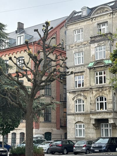 The image displays a street scene in Frederiksberg, Denmark, featuring historic architecture and parked cars. The buildings exhibit classic European design with ornate facades, arched windows, and mansard roofs. One building is constructed of red brick, while the adjacent one is made of grey stone, with visible decorative elements like carved reliefs and molded trim. A large, bare tree with intricate branches dominates the foreground, its stark silhouette contrasting with the textured building facades. Several cars are parked along the street, including a dark grey Volkswagen and a silver hatchback. The sky is overcast, suggesting a cloudy day, and there are no people visible in the frame. The overall impression is one of urban tranquility, highlighting the architectural heritage of the area. Some visible license plates include "EK 14676" and "KZ 57594".