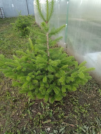 An outdoor, close-up, eye-level, vertical, full shot shows a small evergreen tree in the foreground. The tree is lush green with dense needles and is planted in a grassy area. To the right of the tree, a semi-transparent corrugated plastic greenhouse wall is visible. In the background, a corrugated metal fence can be seen. The ground is covered with grass, dirt, and some fallen leaves. There are no people or animals present in the image. The scene appears to be a backyard or garden area in Brodokalmak, Russia.