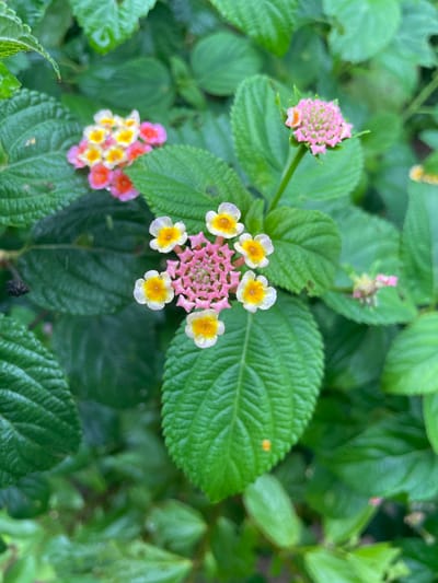 This media file captures a close-up view of a cluster of Lantana flowers, a common plant found in tropical and subtropical regions. The flowers are small and bloom in a rounded inflorescence, with individual florets having distinct petals. The predominant colors are a vibrant pink and a cheerful yellow, with some florets displaying a white outer edge. Tiny water droplets are visible on some of the petals, suggesting recent rain or dew.

The background is filled with lush green leaves, characteristic of the plant's foliage, creating a natural and verdant setting. The leaves are broad with visible veins, adding texture to the image. The overall impression is one of natural beauty and the vibrancy of a garden in bloom.

The image appears to be taken during the daytime, with soft, diffused light illuminating the flowers, indicating it might be overcast or the shot was taken in shade. There are no people or animals visible in the frame. The focus is entirely on the delicate details of the Lantana flowers and their surrounding greenery.

The location context provided, Hướng Phùng Commune, Vietnam, places this scene within a specific geographical area known for its tropical climate, which is conducive to the growth of flowering plants like Lantana. The image evokes a sense of peacefulness and the simple beauty of nature. No text is visible in the media file.