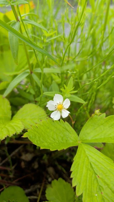 This is a close-up, vertical-orientation photograph of a single white wild strawberry flower with a yellow center. The flower has five petals and is surrounded by vibrant green foliage. Some of the leaves are larger and more defined, showing serrated edges and prominent veins. In the background, there is a blur of slender, green stems and leaves, creating a soft, out-of-focus backdrop. The ground beneath the plants is a mix of dark soil and some dry debris, such as twigs and fallen leaves. The overall impression is one of nature and the delicate beauty of a small bloom in a wild setting. The lighting suggests it is daytime, with natural light illuminating the scene. There is no visible text in the image. The location context is Trofors, Norway.