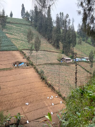 The image depicts a terraced agricultural landscape in Ngadas, Indonesia. The scene is dominated by cultivated fields on a hillside. In the foreground, an area of tilled earth shows distinct rows, likely prepared for planting, with several small white markers scattered across it. Adjacent to this, a field with rows of green crops, possibly vegetables, is visible. Further up the slope, more of the green crop fields stretch across the terraces, interspersed with trees.
Two small structures, appearing to be simple houses or shelters, are situated within the agricultural terraces. One has a blue tarp covering part of its roof. The presence of these structures suggests that this is a rural, residential farming area.
The time of day appears to be overcast, with soft, diffused light, suggesting it could be morning or late afternoon, or simply a cloudy day. The overall mood of the image is serene and tranquil, capturing the quiet rhythm of agricultural life in a mountainous region. There is no visible text in the image. The location context of Ngadas, Indonesia, implies a high-altitude agricultural area, likely known for its produce.