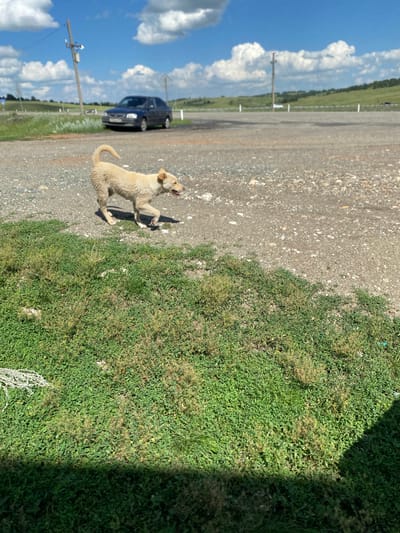 An outdoor, eye-level, full shot captures a light-colored, medium-sized dog walking on a gravelly surface in Yuldybayevo, Russia. The dog is positioned in the middle of the frame, facing right with its mouth slightly open and tongue visible. Its tail is curved upward. In the background, a dark-colored sedan is parked on a paved surface to the left, near a utility pole with wires. The landscape behind the car features rolling green hills and a bright blue sky dotted with white, puffy clouds. The foreground is dominated by lush green grass and vegetation, with a shadowed area on the far right. The overall scene suggests a rural or semi-rural setting on a sunny day.