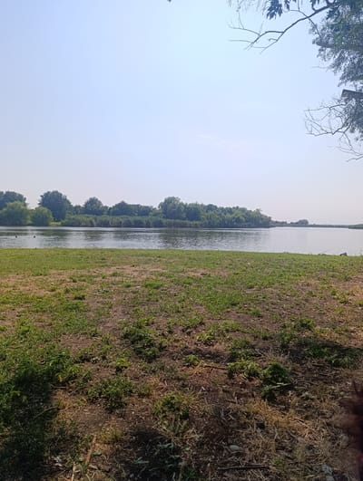 An outdoor, eye-level, medium shot captures a calm body of water with a distant tree line under a clear, pale blue sky. In the foreground, dry, brown earth is sparsely covered with green grass and weeds. A slightly more verdant grassy area is visible in the mid-ground. The water is tranquil, with subtle ripples reflecting the sky and the dense green vegetation on the far bank. The vegetation consists of a mix of trees and tall reeds. A few dark shapes, possibly ducks, are visible on the water's surface. The scene is natural and undisturbed, suggesting a peaceful, rural or park-like setting.