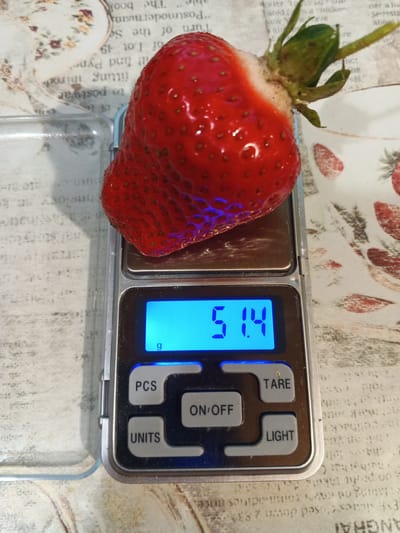 The image shows a close-up of a single strawberry placed on a digital scale. The strawberry is bright red and appears fresh, with its green stem and leaves still attached. The digital scale is silver and has a blue illuminated display showing "51.4 g", indicating the weight of the strawberry. Below the display are several buttons labeled "PCS", "TARE", "ON/OFF", "UNITS", and "LIGHT".
The background of the image is a textured surface with what appears to be faded text and illustrations, possibly from a book or newspaper. There are floral patterns and hints of red and white imagery in the background. The lighting suggests an indoor setting, possibly a kitchen or a workspace, as the scale and strawberry are the primary focus and well-lit. There are no people visible in the image.
The activity taking place is the weighing of the strawberry. The text visible on the scale's display is "51.4 g". Other visible text includes button labels on the scale and scattered text in the background, such as "The book", "postwar", "fitting introds", "PCS", "TARE", "ON/OFF", "UNITS", "LIGHT", "Seussta", "ANGHAI", and some fragmented words and numbers. The location context is Suvorov, Russia, but this information is not directly derivable from the visual elements of the image itself.