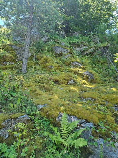 The image depicts a rocky, moss-covered hillside under a canopy of green trees. The ground is uneven, with various sizes of rocks interspersed with lush green moss and smaller plants. Sunlight filters through the trees, casting dappled shadows across the scene. There are no people or animals visible in the image. The environment is natural and appears to be a forest or mountainous terrain.