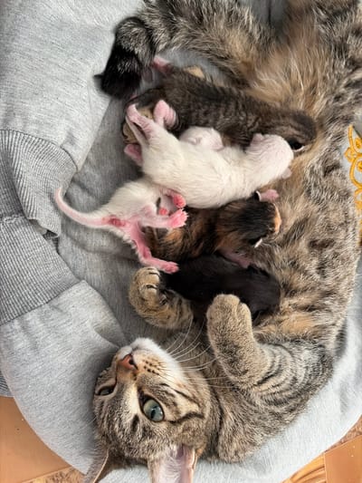 A domestic cat lies on its back on a grey sweatshirt, cradling several newborn kittens. The cat's green eyes are open, and its gaze is directed upwards. The kittens are nestled against the mother cat's belly, appearing to nurse. Their fur colors vary, with some being white, black, and tabby. The scene takes place indoors, on what appears to be a wooden floor. There is no indication of the specific location within Mяn'digi, Russia.