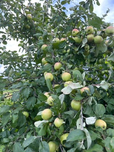 This media file showcases a close-up view of an apple tree laden with ripening apples, captured from below, looking upwards towards the sky. The branches are densely populated with green leaves, interspersed with numerous apples, most of which are a pale green color with some developing hints of pink blush. The apples vary in size, with some appearing small and undeveloped, while others are nearly full-sized.

The scene is set in an outdoor environment, likely an orchard or a garden, given the abundance of fruit-bearing trees. The lighting suggests it is daytime, with daylight filtering through the leaves and creating dappled patterns. The sky, visible in patches through the foliage, appears to be a bright, overcast white, indicating a possibly cloudy or hazy day. There are no people visible in the media file. The focus is solely on the natural elements of the tree and its fruit.

The overall impression is one of natural abundance and the promise of harvest. The image conveys a sense of nature's bounty and the quiet beauty of a fruit tree in its growing season. There is no visible text within the image. The location context, Холстаўскі сельскі Савет, Belarus, suggests this is a rural setting in Belarus, where apple cultivation is common.