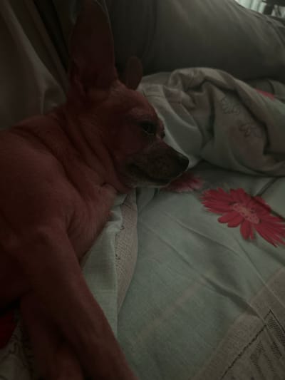 A brown dog is lying on a bed. The bed has sheets with a floral pattern. The location is unknown.