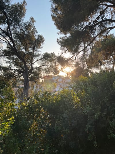 The image depicts a view looking up through trees towards a bright sky with the sun shining through the foliage. The left side shows the silhouettes of pine tree branches with dense foliage. The right side is filled with lush green trees, catching sunlight. A building is visible in the middle of the image, partially obscured by the trees. The perspective is from ground level looking vertically upwards.