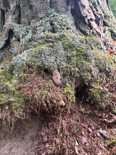 A close-up, eye-level shot captures the base of a tree trunk in Mnichowice, Poland. The trunk is covered in a thick layer of moss and lichen, which appears vibrant green and light grey. Exposed roots and soil are visible at the base, with a small dark opening, likely an animal burrow, nestled among them. Pine needles and small pieces of bark are scattered across the ground. The background is blurred, suggesting a natural, wooded environment.