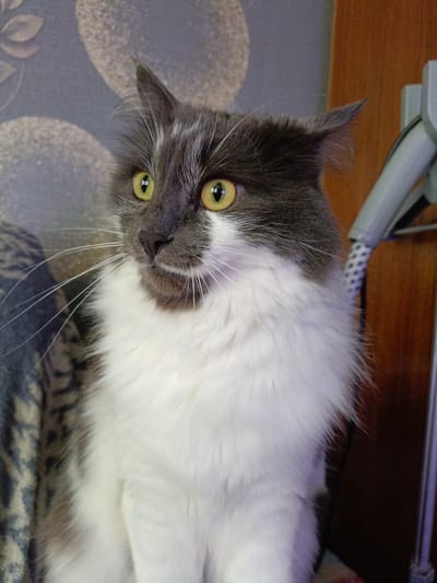 A domestic cat with medium-length grey and white fur is depicted in a close-up, half-body portrait. The cat’s head is grey, transitioning to a fluffy white chest and belly. Its large, round eyes are a vibrant yellow-green, wide open and fixed intently towards the left side of the frame, suggesting alertness or curiosity. Its pointed ears are slightly perked and angled, further emphasizing its attentive posture. Prominent white whiskers fan out from its muzzle.

The background on the left features a dark grey wall with subtle, lighter abstract or floral patterns. To the right of the cat, a warm, reddish-brown surface, likely wood, is visible. Partially seen on the far right is a light grey object, possibly an appliance or furniture, with a flexible grey cable that has a distinctive white spotted pattern. The lighting appears to be indoor, highlighting the cat's features and creating a slight purple hue on some of its white fur. No text is visible in the image. The setting is an indoor environment, consistent with a home in Kuleshovka, Russia.
