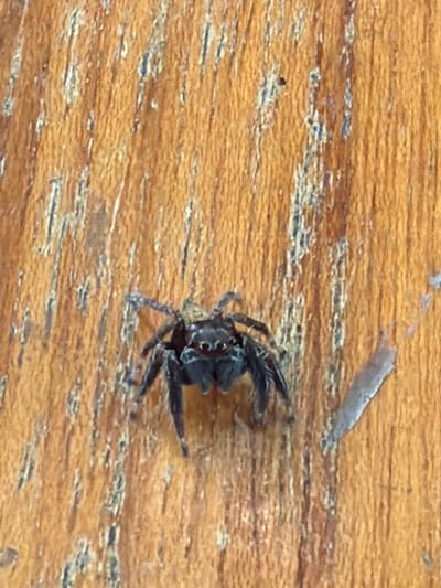 A dark-colored spider with eight legs is positioned on a wooden surface with visible grain and texture. The spider is the primary subject and is in focus. The background is a weathered wooden surface, likely a table or wall, with vertical wood grain patterns. There are some lighter-colored flecks and marks on the wood. The image does not provide any information about the location in Luang Prabang, Laos.