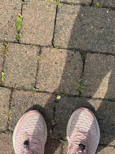 The image shows a top-down view of two pink sneakers standing on a paved surface of interlocking gray bricks. The bricks are cracked in places, with small plants and weeds growing in the cracks, including a single daisy with a white bloom. The location is unspecified and cannot be determined from the image.
