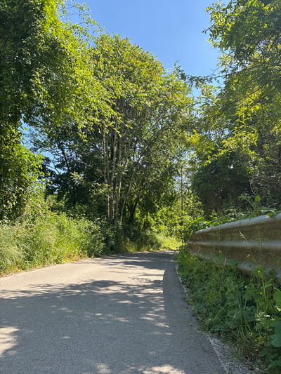 The image captures a sun-drenched, tree-lined road in Buccinasco, Italy. The scene is dominated by vibrant green foliage and trees, which create a natural canopy and cast dappled shadows across the asphalt road. On the left, dense tree branches with numerous small leaves are silhouetted against a clear, bright blue sky, indicating a sunny day. The road, an unlined asphalt surface, extends into the background on the right side of the frame. Along the right edge of the road, a metal guardrail is visible, partially covered by overgrown grass and weeds. The strong shadows on the road confirm bright daylight conditions. No people or vehicles are visible, emphasizing the natural, tranquil setting of the roadside. The overall impression is one of lush summer greenery and clear weather.