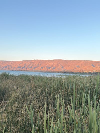 This image captures a landscape scene near the Sea of Galilee in Israel. In the foreground, dense reeds and tall grasses dominate the frame, creating a natural border. Beyond the reeds, a tranquil body of water, presumably the Sea of Galilee, stretches across the middle ground. Across the water, a striking mountain range is visible, its slopes bathed in the warm glow of what appears to be either sunrise or sunset, casting shadows that accentuate the terrain's texture. The sky above is a clear, pale blue, transitioning to a lighter hue towards the horizon. The overall impression is one of natural beauty and serenity.