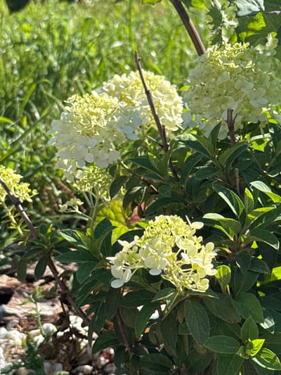 The image shows a close-up of white hydrangea flowers with green leaves. The flowers are in bloom and are clustered together in large panicles. The leaves are dark green and have a serrated edge. The background is a blur of green grass, suggesting an outdoor setting. The scene is likely in a garden or park. There are no people or animals visible in the image. The lighting suggests it is daytime.