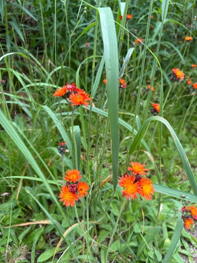 The image depicts a close-up view of orange hawkweed flowers (Hieracium aurantiacum) blooming amidst tall green grass and other vegetation. Several clusters of the bright orange, daisy-like flowers are visible, with some in full bloom and others in bud stage. The surrounding environment is lush and green, suggesting a natural or semi-natural setting, possibly a meadow or roadside verge. The lighting appears to be natural daylight. The image does not contain any discernible landmarks or elements that would pinpoint its location within the city of Pobeda, Russia. There are no people, animals, or specific man-made objects present that would indicate a particular activity or interaction. The focus is solely on the wildflowers and their surrounding foliage.