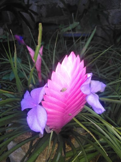 This image depicts a flowering plant, likely a bromeliad, located in Kladné, Czechia. The central subject is a bright pink, paddle-shaped inflorescence with a distinct ribbed surface. Two lavender-purple flowers, each with three visible petals, emerge from the sides of the pink inflorescence. Two small, light brown, oval-bodied insects are present on the upper surface of the pink inflorescence. Long, slender, dark green leaves radiate from the plant's base, partially obscuring light-colored soil and small stones. The background is dark and out of focus, revealing blurry green foliage, a faint pink plant structure, a thin green stem, and a dark, textured surface in the upper portion.