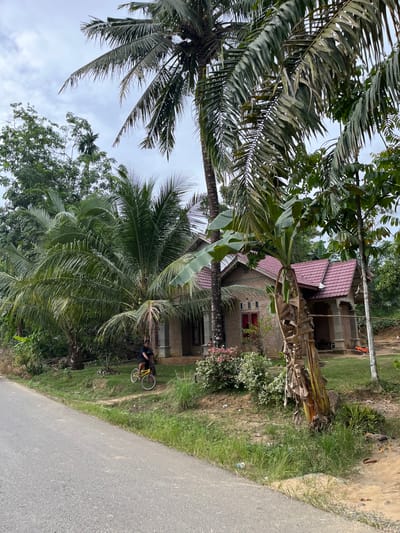 An exterior, eye-level, medium shot captures a rural scene in Sukamulia, Indonesia, with a paved road in the foreground and a brick house with a red tiled roof in the background. A person, wearing a dark t-shirt and shorts, rides a yellow bicycle on the grassy embankment beside the road, facing towards the right of the frame. Tall palm trees, a banana tree with a stalk of green bananas, and lush green foliage dominate the landscape. The house appears to have red-trimmed windows and a porch supported by columns. There is also an orange object, possibly a motorcycle or bicycle, visible to the right of the house. The sky is overcast with clouds.