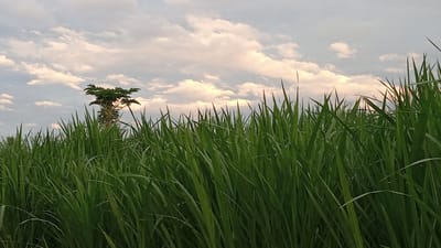 The image shows a field of tall, green grass with a tree in the background under a cloudy sky. The light suggests it's near sunrise or sunset. The location is Blangtingkeum, Indonesia. No people are visible. The focus is on the grass, tree, and sky. There are no visible actions or interactions taking place.