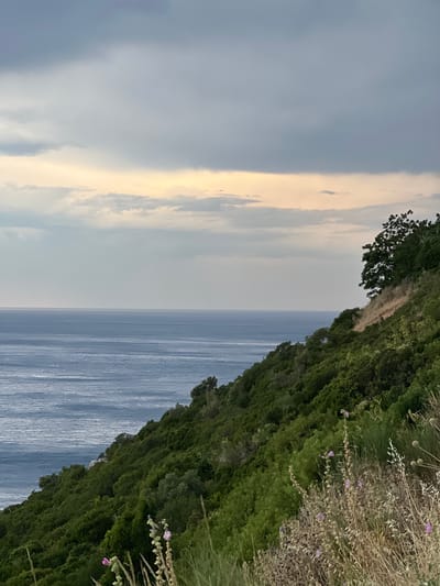 This image depicts a dramatic cliffside view overlooking the sea at Dobra Voda, Montenegro. The scene is oriented vertically, with the sky occupying the left half of the frame and the sea and a lush, green cliff face occupying the right half.

The sky on the left is a blend of soft, muted grays and blues, with a striking band of warm, golden light breaking through the clouds on the right side of the sky. This suggests either sunrise or sunset, with the sun hidden behind the clouds but its light still filtering through. The sea below is a deep, tranquil blue, with gentle ripples suggesting calm waters. It stretches horizontally across the lower portion of the image, meeting the dense, verdant cliff at an angle.

The cliff face is covered in thick, dark green vegetation, appearing as a continuous carpet of foliage that tumbles down towards the water. Towards the top and right of the cliff, wild grasses and a few delicate purple wildflowers add touches of lighter texture and color to the scene. A single tree with dark leaves is visible at the very top left of the cliff.

The overall impression is one of natural beauty and serenity. The lighting suggests a peaceful moment in the day, likely during the golden hour. There are no people or specific man-made objects visible, emphasizing the raw, untamed landscape of the Montenegrin coast. The image captures a sense of peaceful solitude and the grandeur of the natural environment.